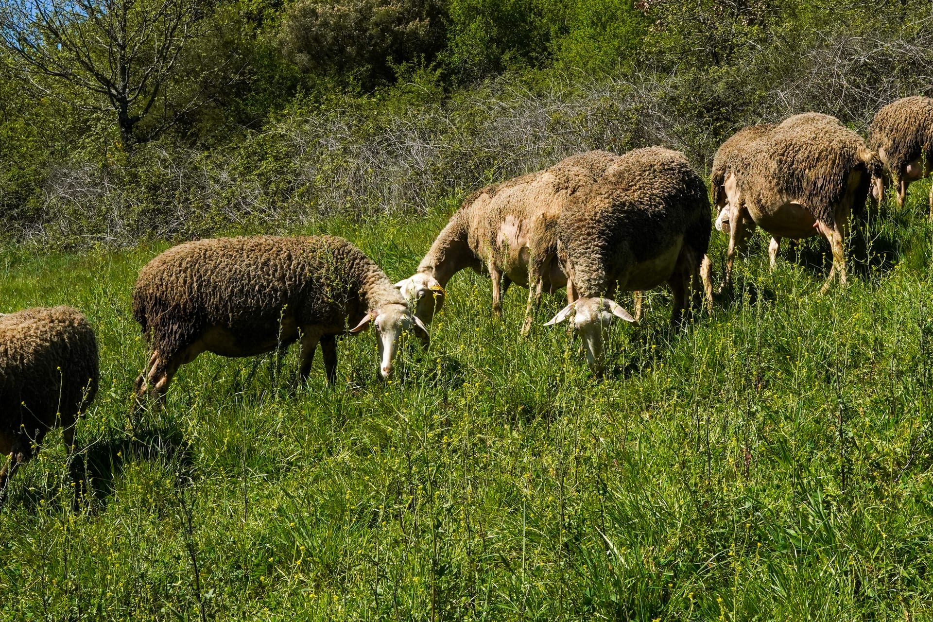 Troupeau de brebis au pré sur le causse de l'Aveyron, l'un des treize bergers partenaires de la maison Carles